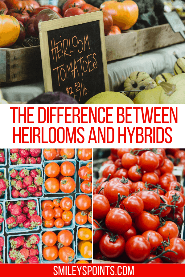 Heirlooms vs. Hybrids: What’s the Difference?