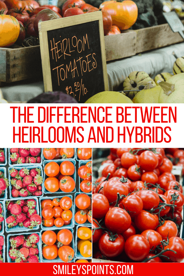 What's the Difference? Open-Pollinated, Heirloom & Hybrid Seeds