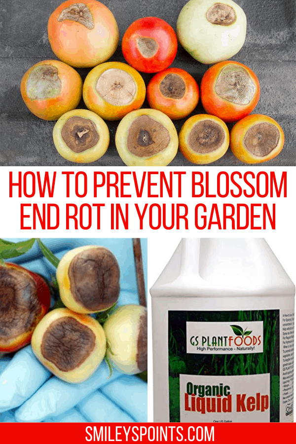 how-to-prevent-blossom-rot-in-your-garden