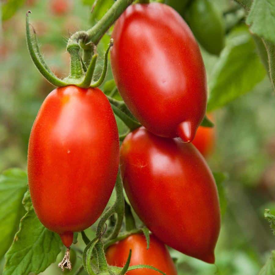 Amish Paste Tomatoes on a vine