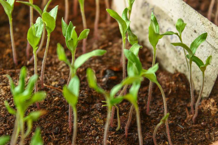 seedlings sprouting from soil