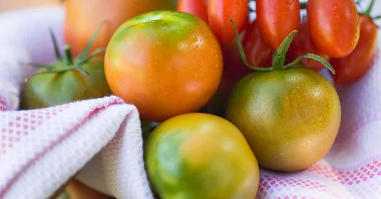 3 Great Tomato Varieties for Container Gardens