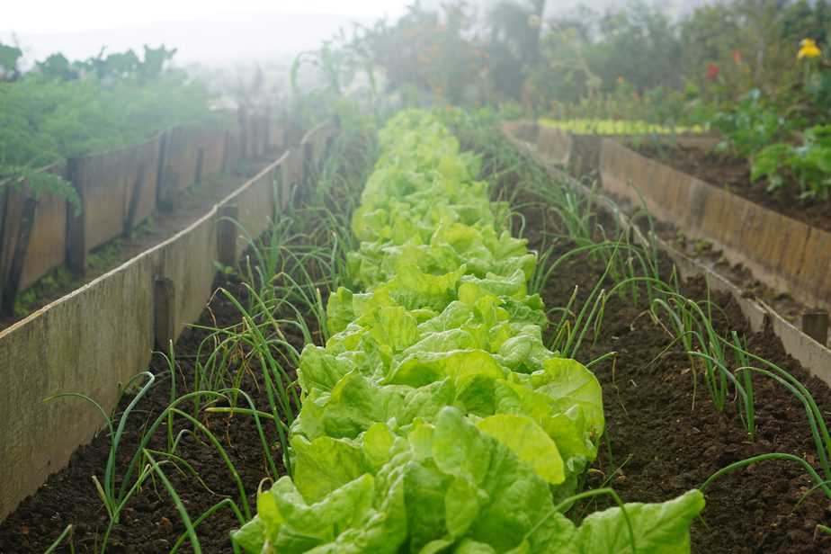 Lettuce and onions growing together