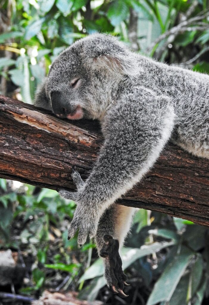 Koala sleeping on a tree branch. Get adequate sleep.