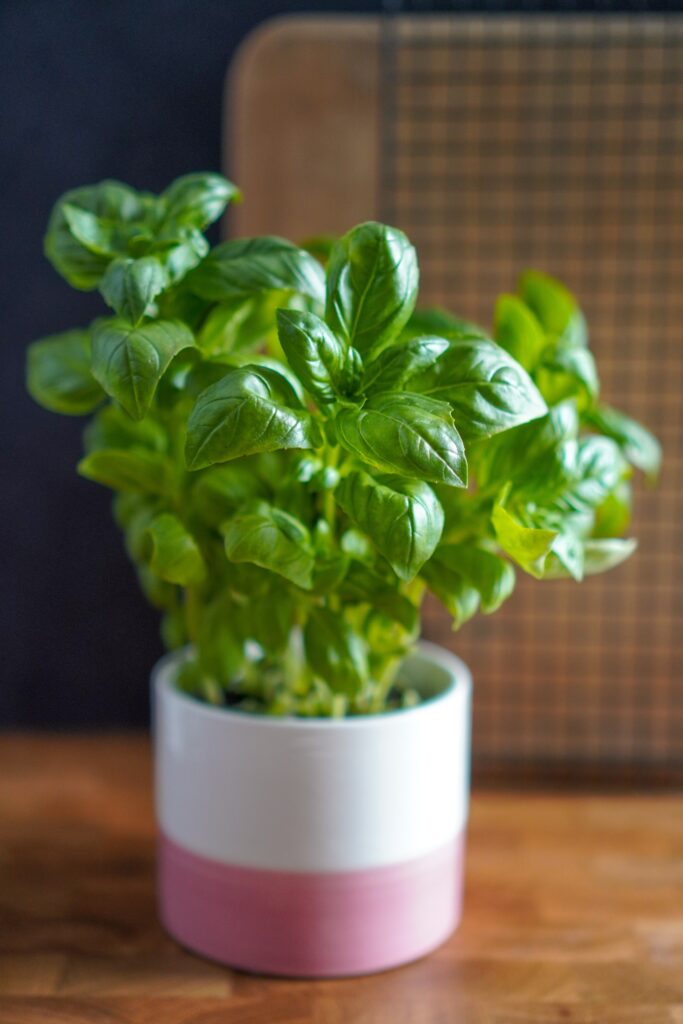 basil growing in a pink and white pot